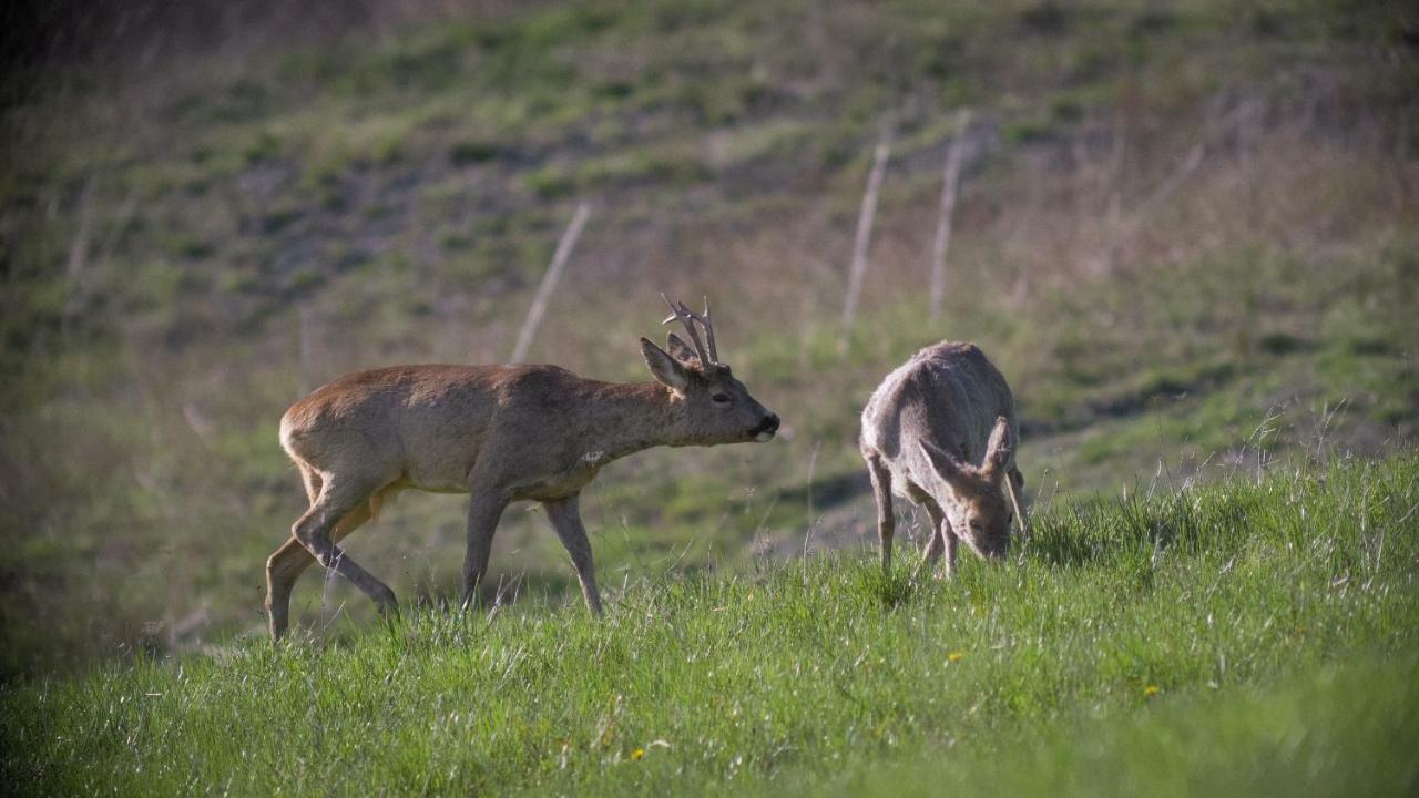 Pianelleto Casa Vacanze Fattoria Il Cerroヴィラ エクステリア 写真